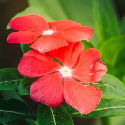 Red Hanging Vinca (Catharanthus roseus) Live Plant