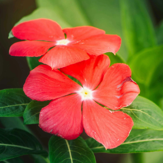 Red Hanging Vinca (Catharanthus roseus) Live Plant