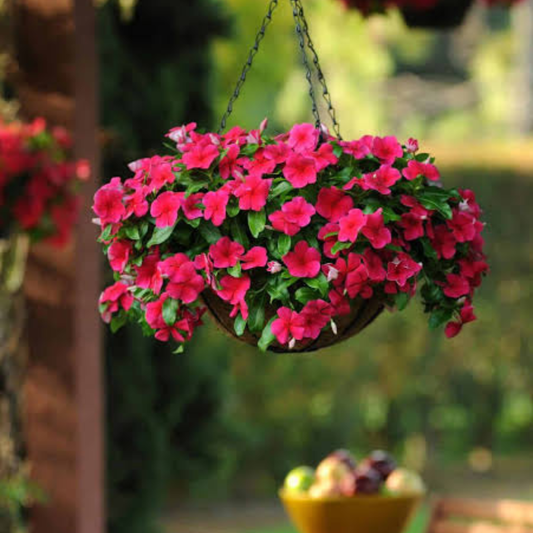 Red Hanging Vinca (Catharanthus roseus) Live Plant
