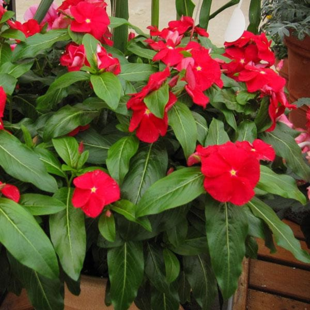 Red Hanging Vinca (Catharanthus roseus) Live Plant