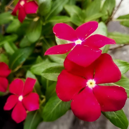 Red Hanging Vinca (Catharanthus roseus) Live Plant