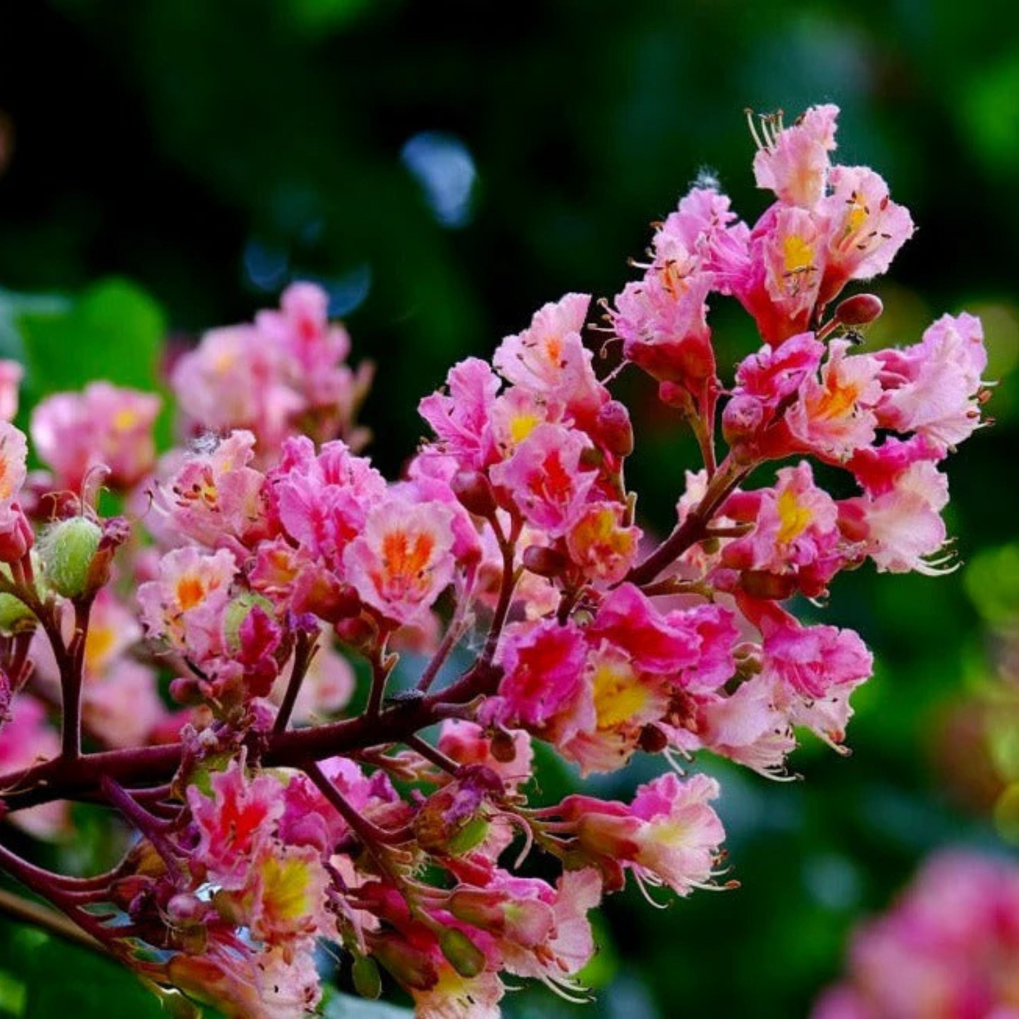 Red Horse-Chestnut Tree (Aesculus x carnea) Rare Live Plant