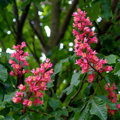 Red Horse-Chestnut Tree (Aesculus x carnea) Rare Live Plant