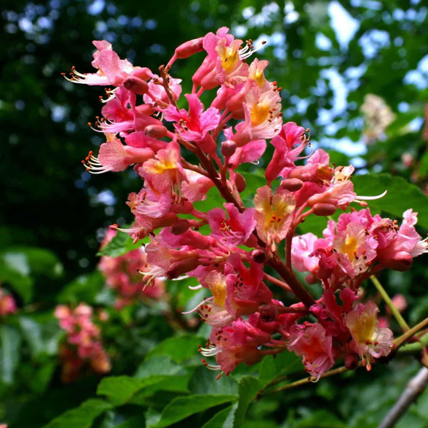 Red Horse-Chestnut Tree (Aesculus x carnea) Rare Live Plant