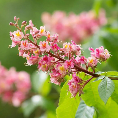 Red Horse-Chestnut Tree (Aesculus x carnea) Rare Live Plant
