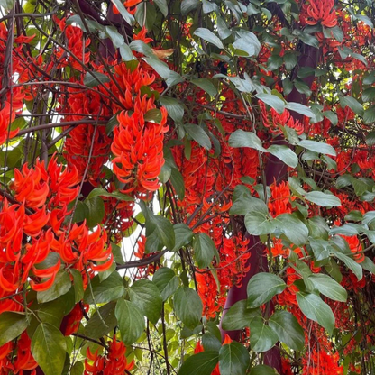 Red Jade Vine (Mucuna Bennettii) Layered Live Plant