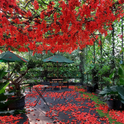 Red Jade Vine (Mucuna Bennettii) Layered Live Plant