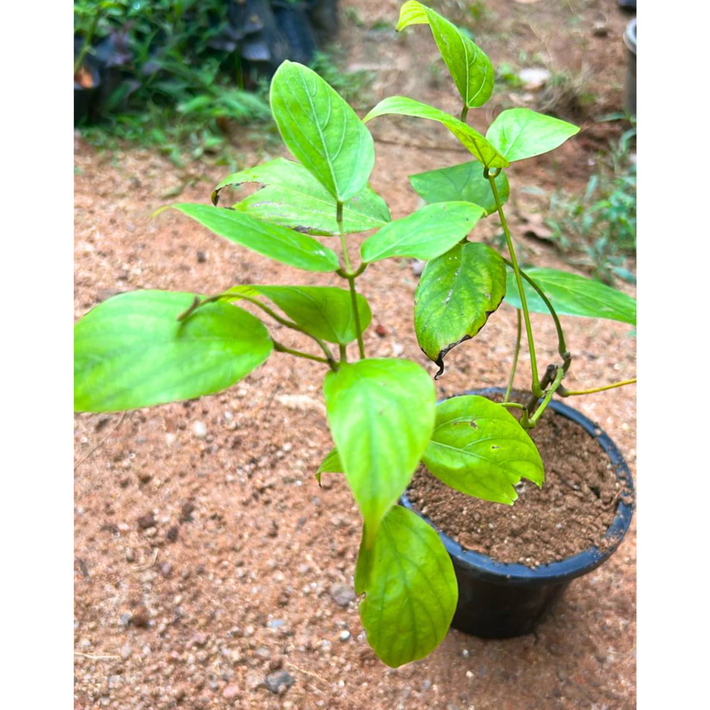 Red Jade Vine (Mucuna Bennettii) Layered Live Plant