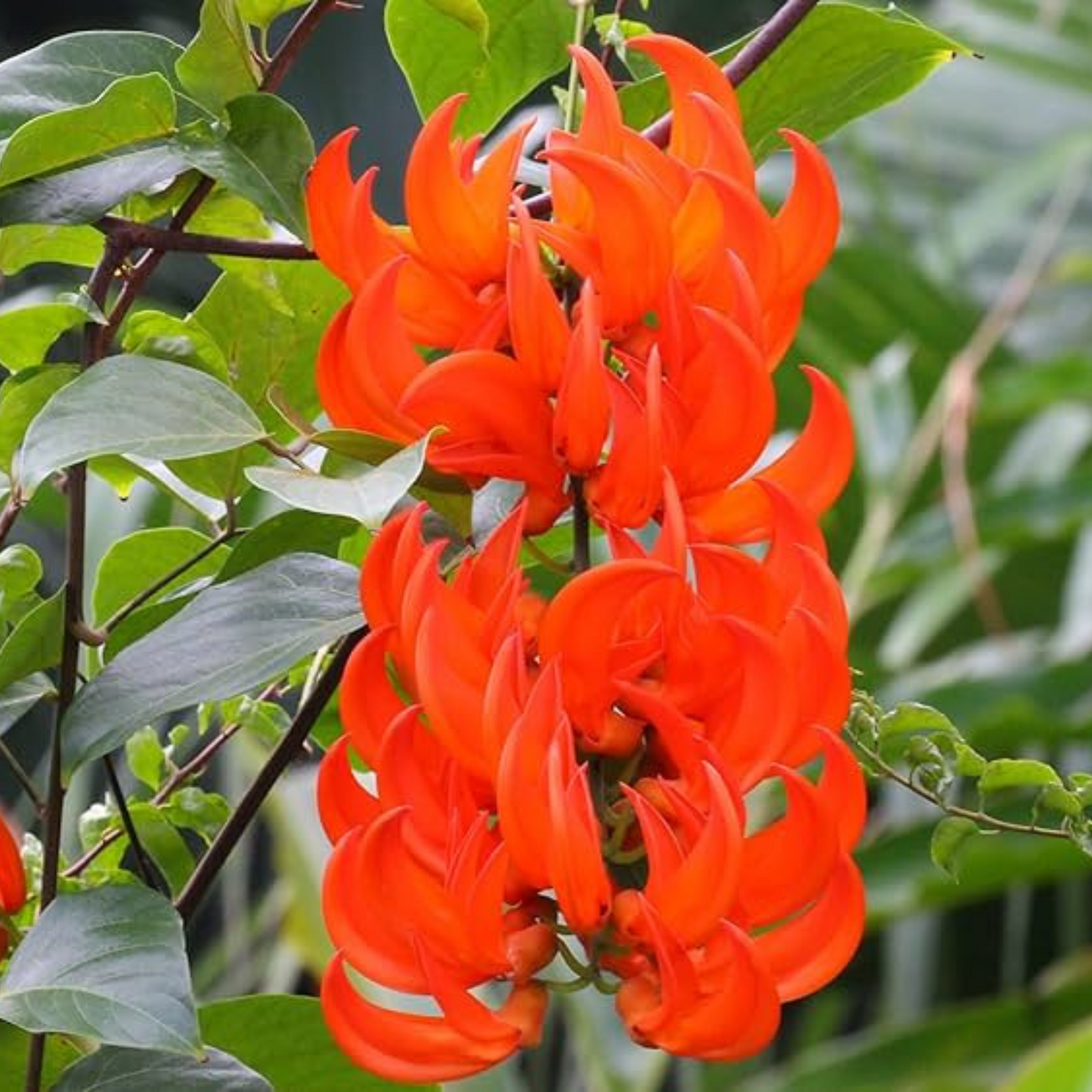 Red Jade Vine (Mucuna Bennettii) Layered Live Plant