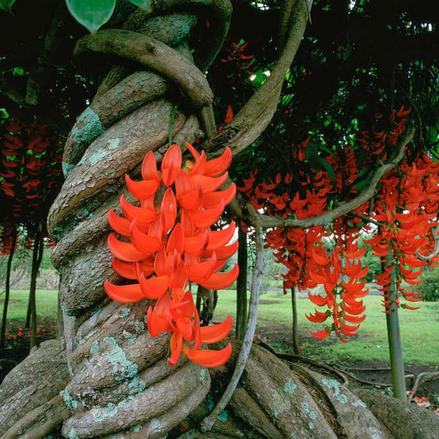 Red Jade Vine (Mucuna Bennettii) Layered Live Plant