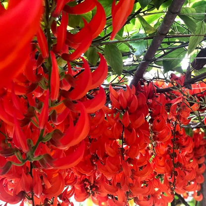 Red Jade Vine (Mucuna Bennettii) Layered Live Plant