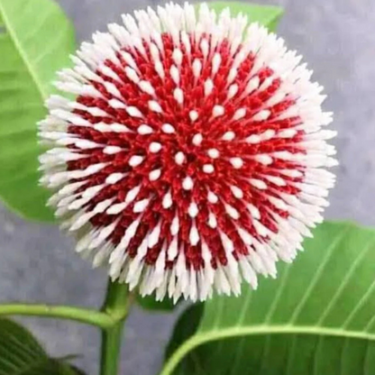 Red Kadamb (Neolamarckia cadamba) Flowering Live Plant