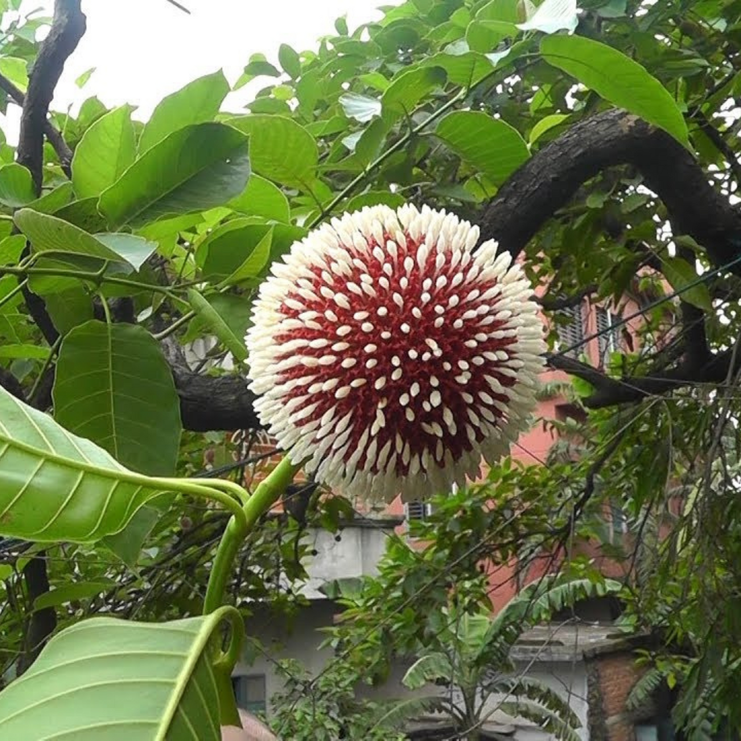 Red Kadamb (Neolamarckia cadamba) Flowering Live Plant