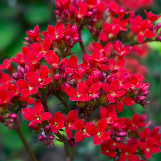 Red Kalanchoe (Blossfeldiana) All Time Flowering Live Plant