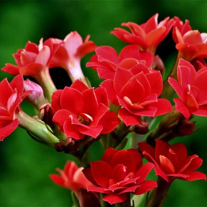 Red Kalanchoe (Blossfeldiana) All Time Flowering Live Plant