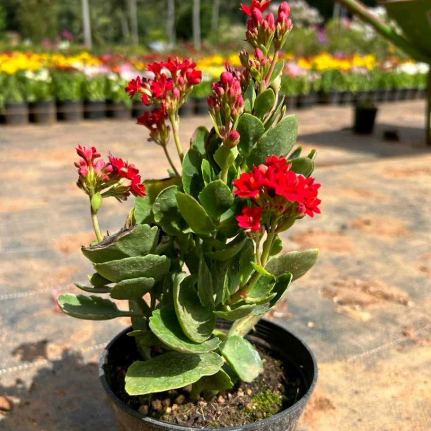 Red Kalanchoe (Blossfeldiana) All Time Flowering Live Plant