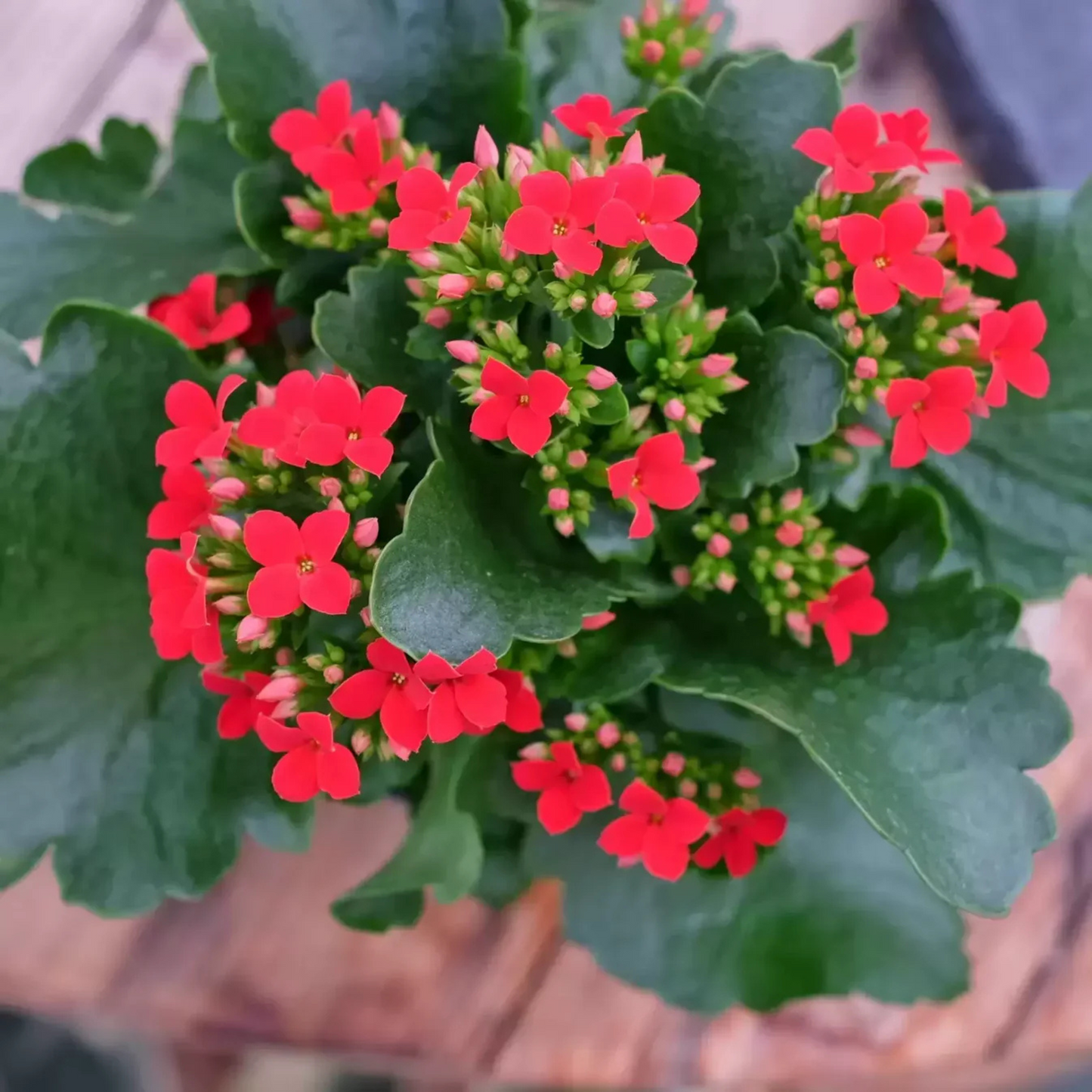 Red Kalanchoe (Blossfeldiana) All Time Flowering Live Plant