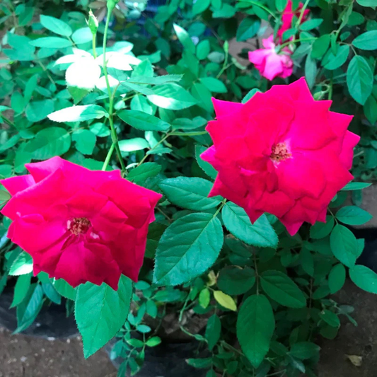 Red Kashmiri Rose Live Plant