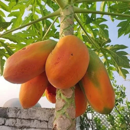 Red Lady Papaya Dwarf Fruit Live Plant