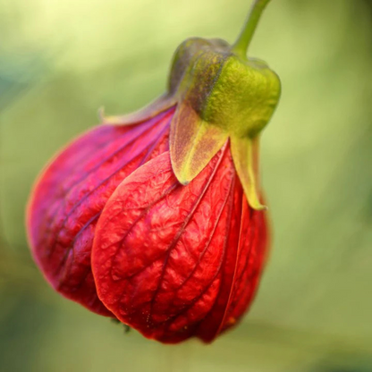Red Lantern Hibiscus Flowering Live Plant