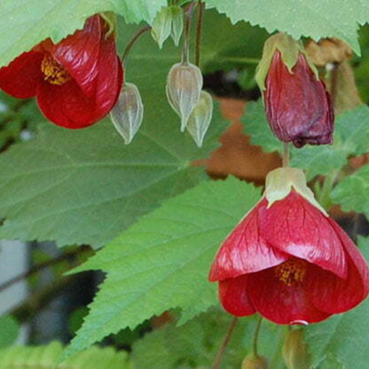 Red Lantern Hibiscus Flowering Live Plant