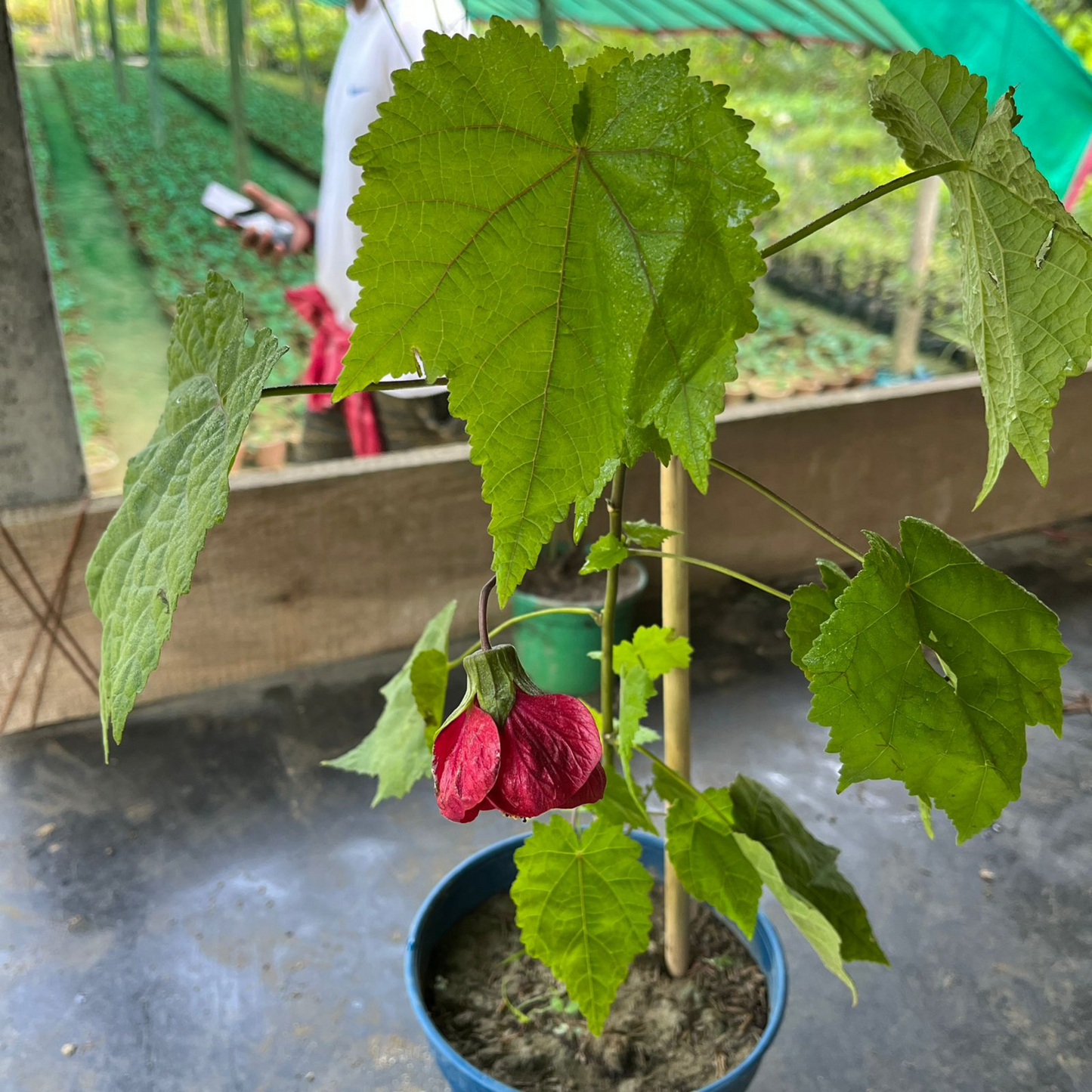 Red Lantern Hibiscus Flowering Live Plant
