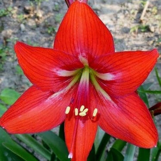Red Lilly (Amaryllis) Flowering Live Plant
