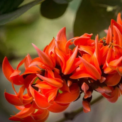 Red Palash (Butea Monosperma) Layered Live Plant