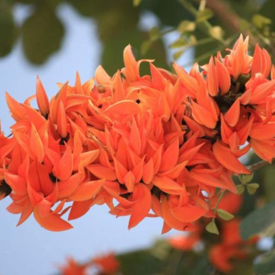 Red Palash (Butea Monosperma) Layered Live Plant