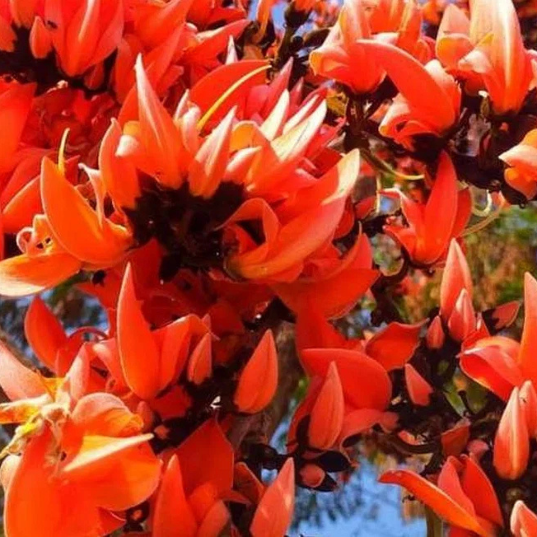 Red Palash (Butea Monosperma) Layered Live Plant