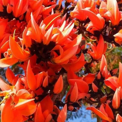 Red Palash (Butea Monosperma) Layered Live Plant