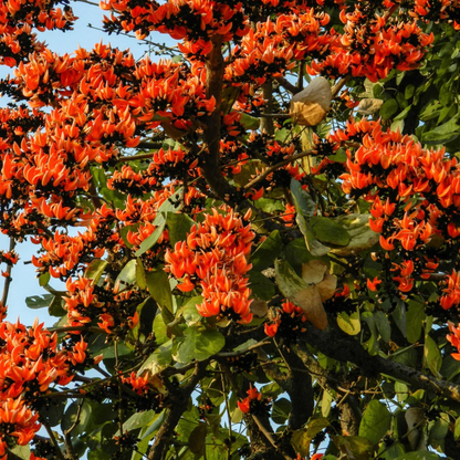 Red Palash (Butea Monosperma) Layered Live Plant