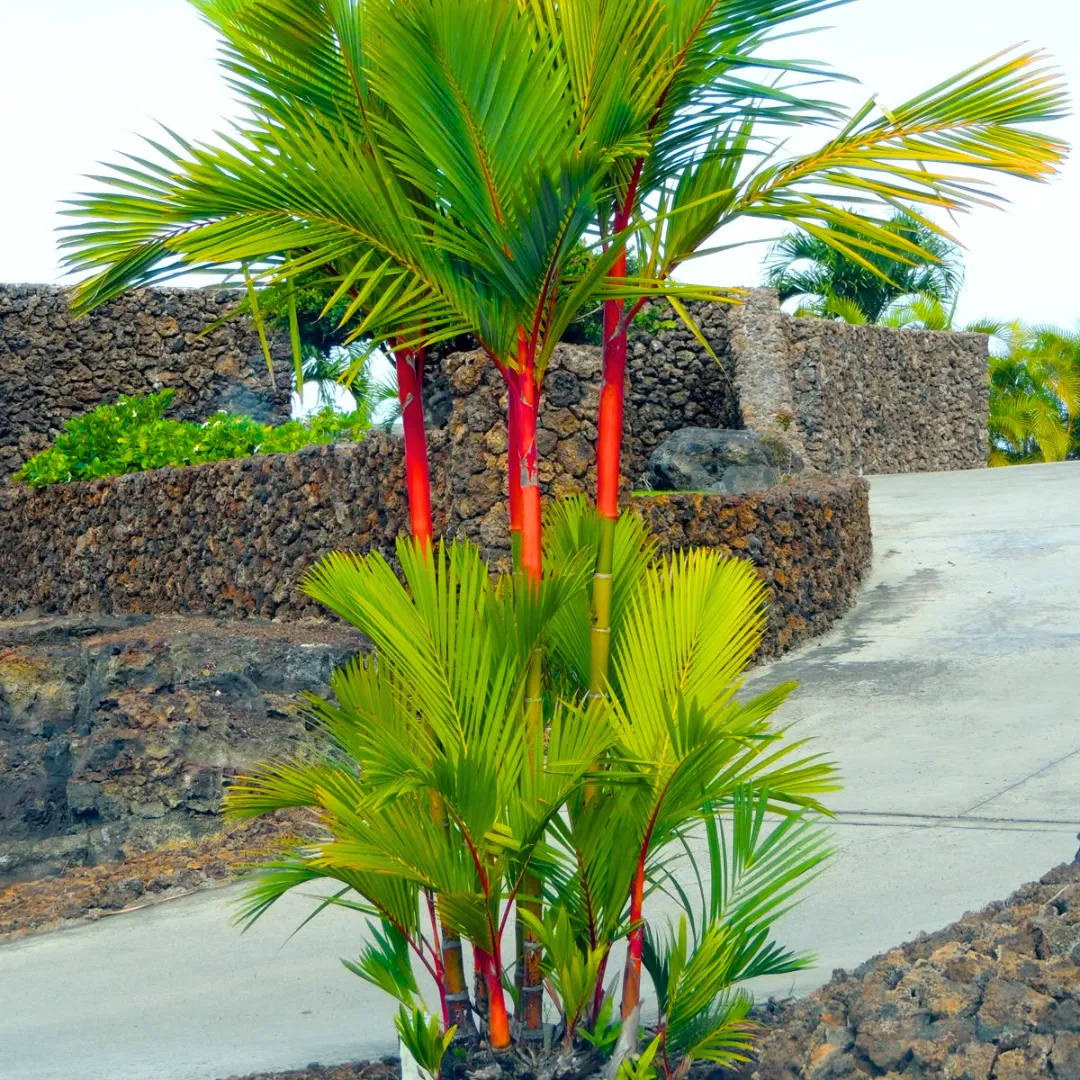 Red Palm (Cyrtostachys Renda) Live Plant
