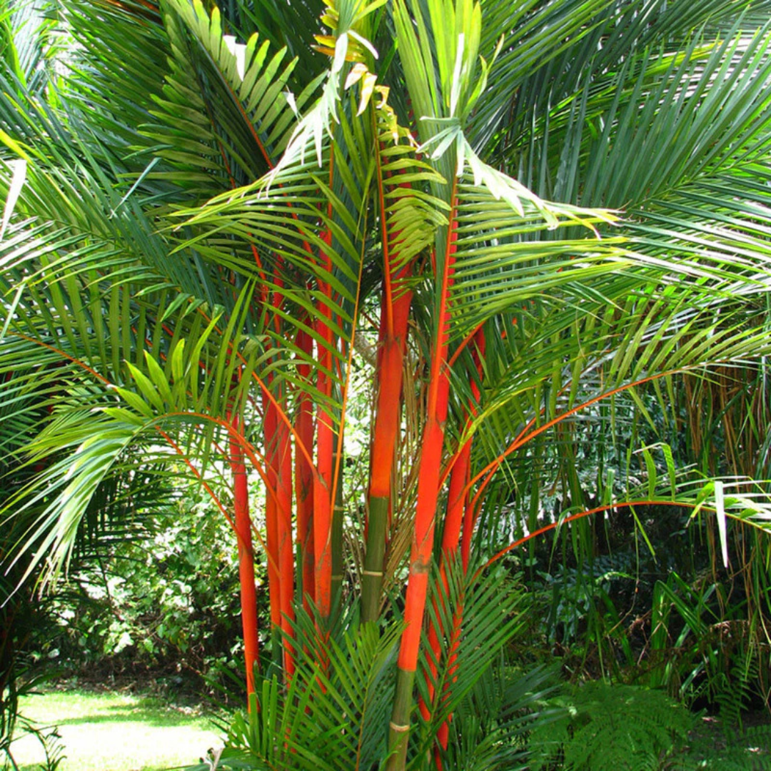 Red Palm (Cyrtostachys Renda) Live Plant