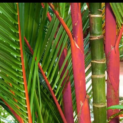 Red Palm (Cyrtostachys Renda) Live Plant