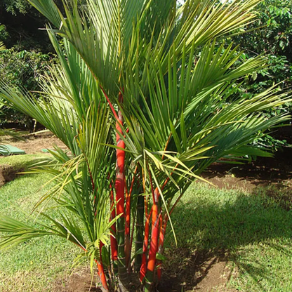 Red Palm (Cyrtostachys Renda) Live Plant