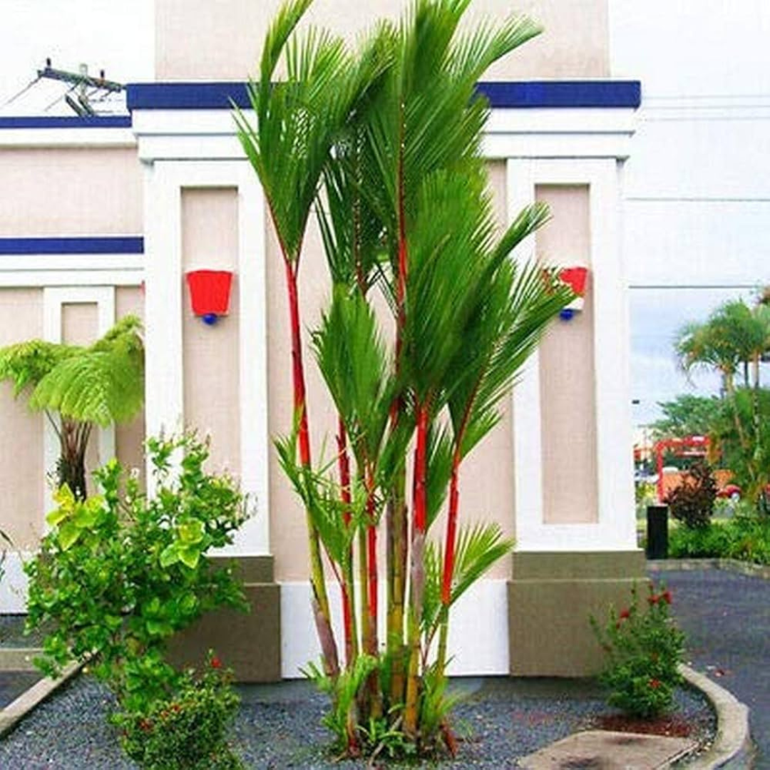 Red Palm (Cyrtostachys Renda) Live Plant