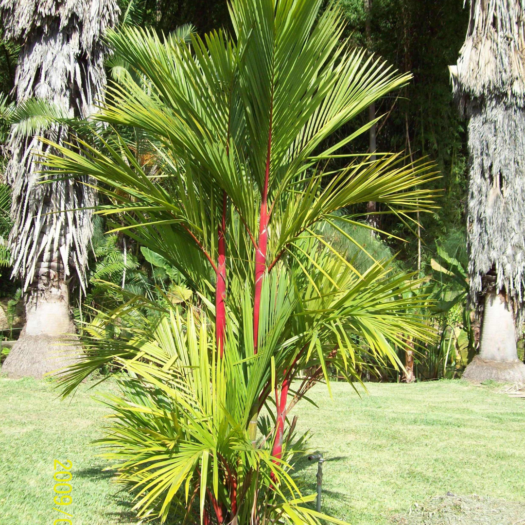 Red Palm (Cyrtostachys Renda) Live Plant