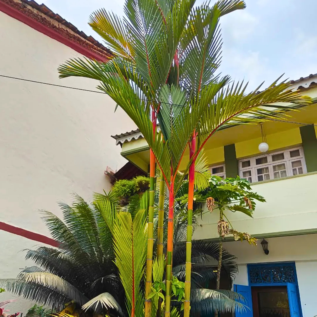 Red Palm (Cyrtostachys Renda) Live Plant