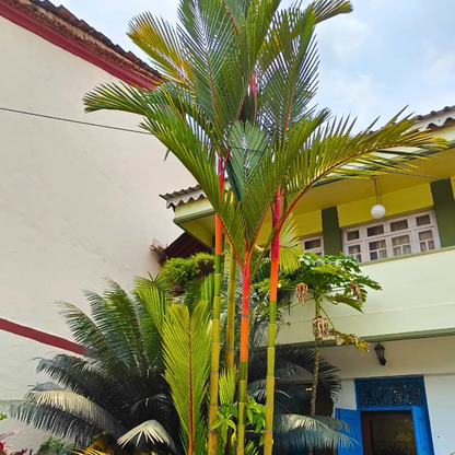 Red Palm (Cyrtostachys Renda) Live Plant