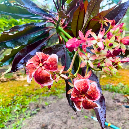 Red Pong Pong (Cerbera odollam 'Rubra') Rare Flowering Live Plant