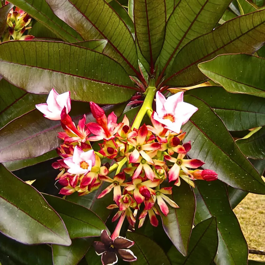 Red Pong Pong (Cerbera odollam 'Rubra') Rare Flowering Live Plant