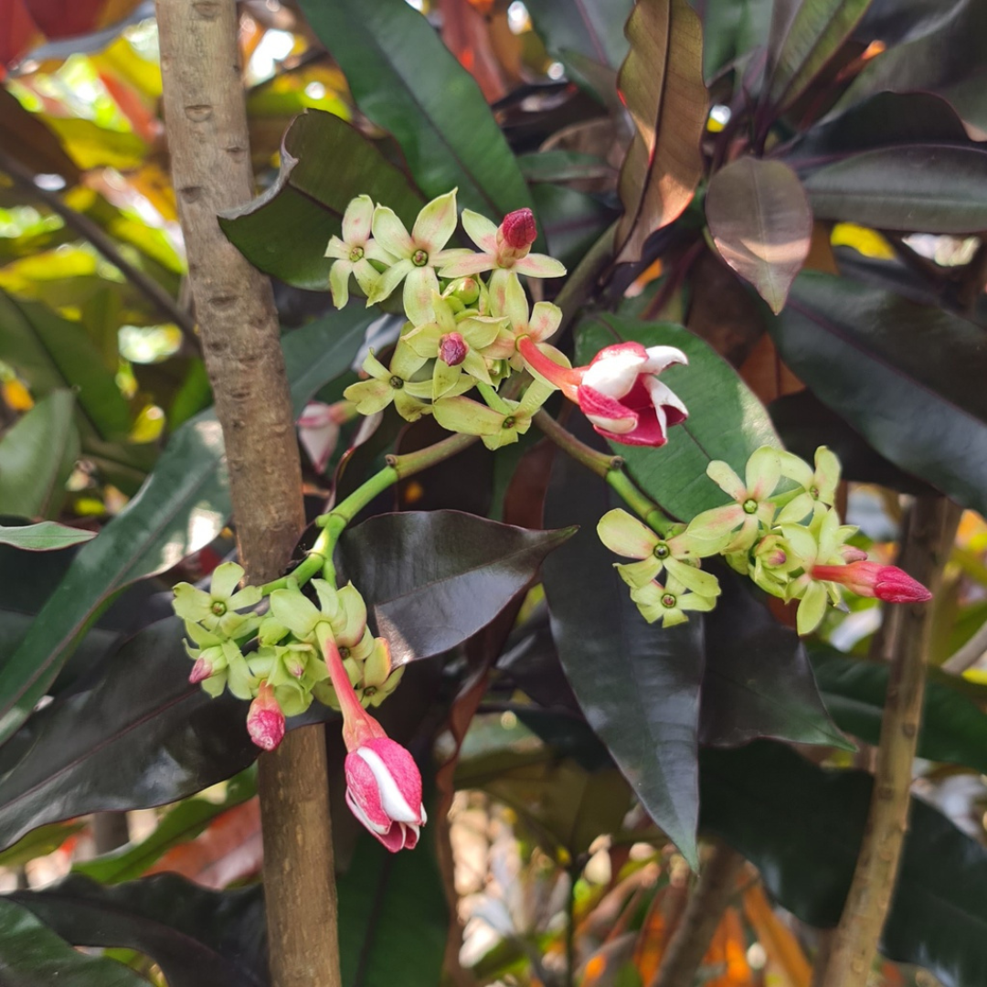 Red Pong Pong (Cerbera odollam 'Rubra') Rare Flowering Live Plant