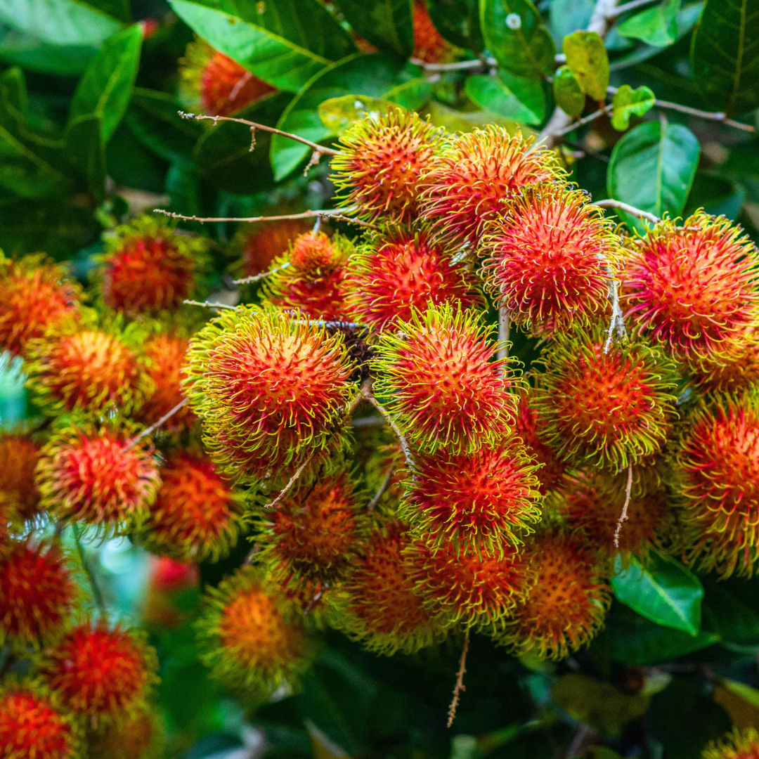 Red Rambutan (Nephelium lappaceum) Fruit Live Plant