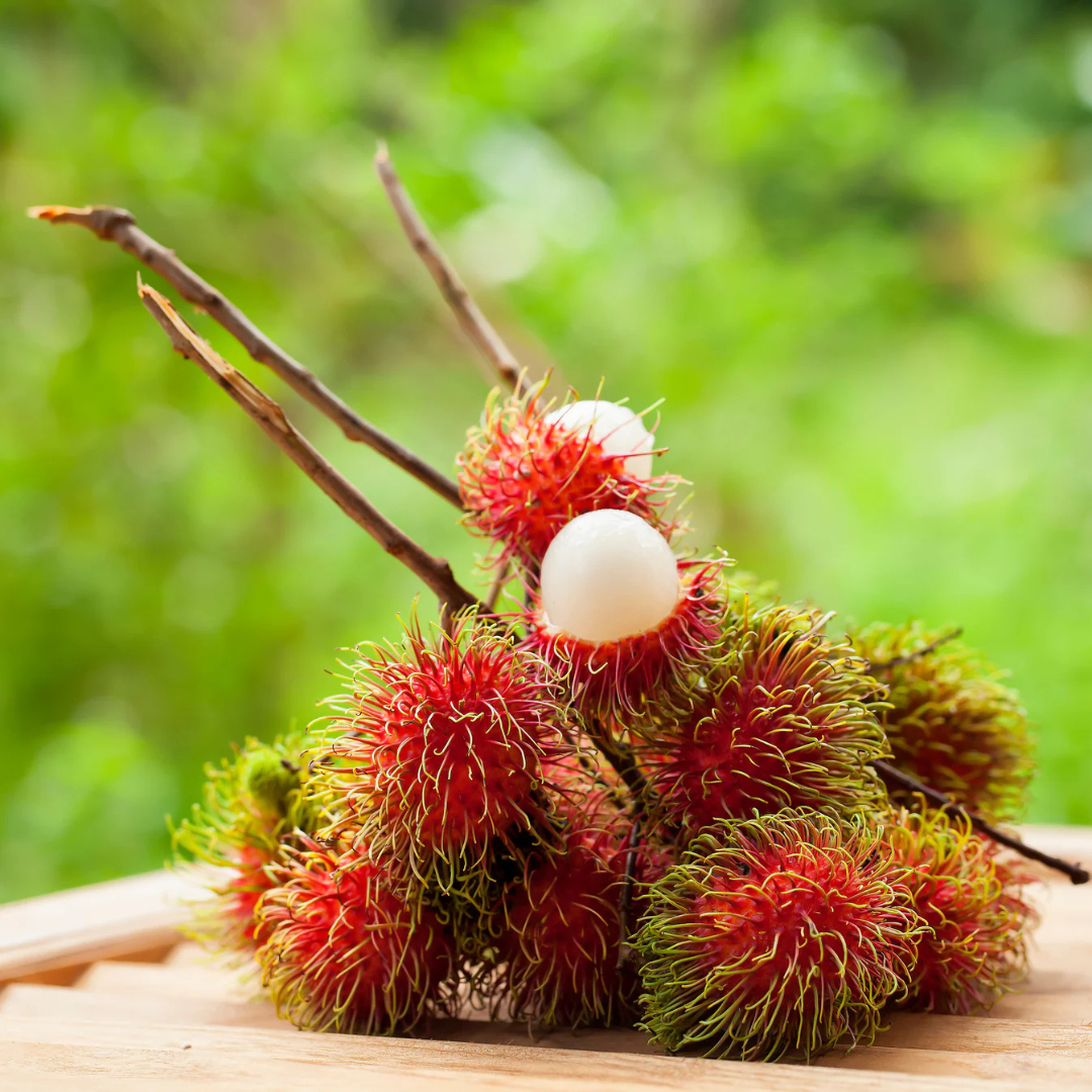 Red Rambutan (Nephelium lappaceum) Fruit Live Plant
