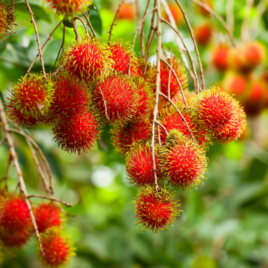 Red Rambutan (Nephelium lappaceum) Fruit Live Plant