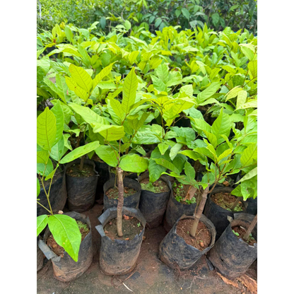 Red Rambutan (Nephelium lappaceum) Fruit Live Plant