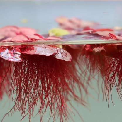 Red Root Floater (Phyllanthus fluitans) Water Live Plant