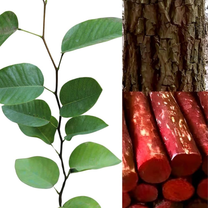 Red Sandalwood (Rakta Chandan) Live Plant