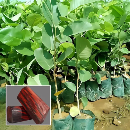 Red Sandalwood (Rakta Chandan) Live Plant